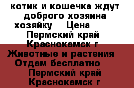 котик и кошечка ждут доброго хозяина(хозяйку) › Цена ­ 10 - Пермский край, Краснокамск г. Животные и растения » Отдам бесплатно   . Пермский край,Краснокамск г.